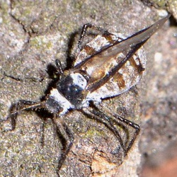 Cinara cedri
